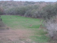 Happy M Ranch